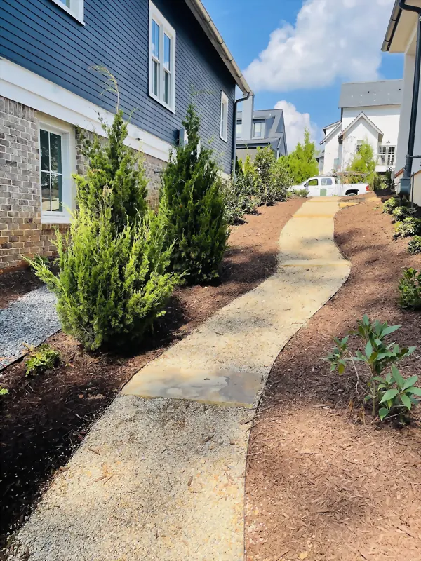 Flagstone path curving through mulch beds and upright evergreens