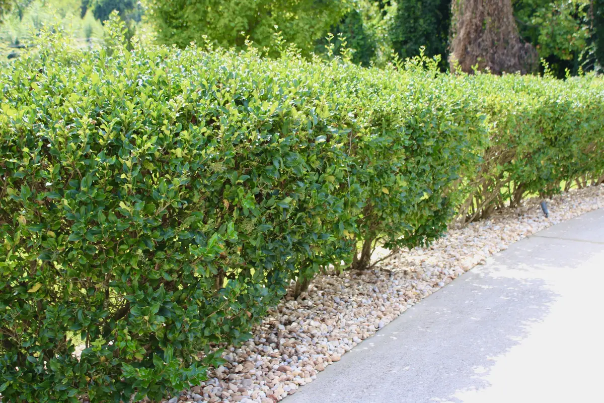 Long clipped hedge running beside a driveway over a river rock border