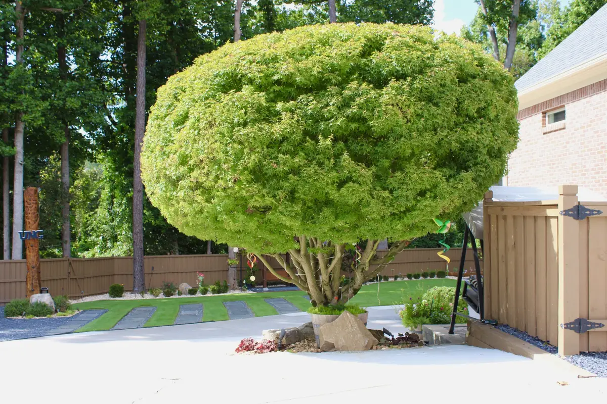 Sculpted specimen tree set in a boulder bed beside a paver and turf court