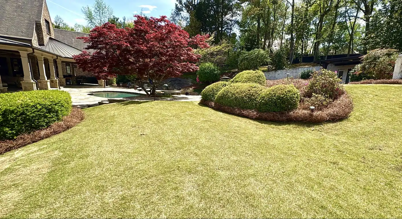 Wide mown lawn with clipped hedges and a red Japanese maple beside a stone house