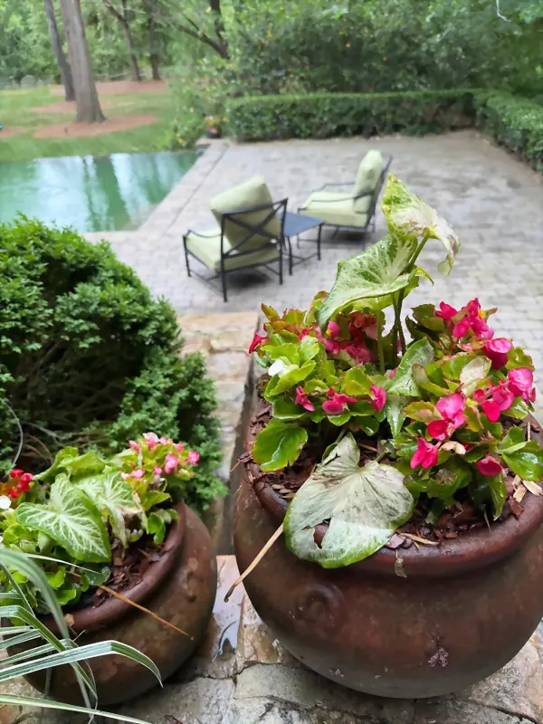 Paver pool terrace with seating and clipped boxwood