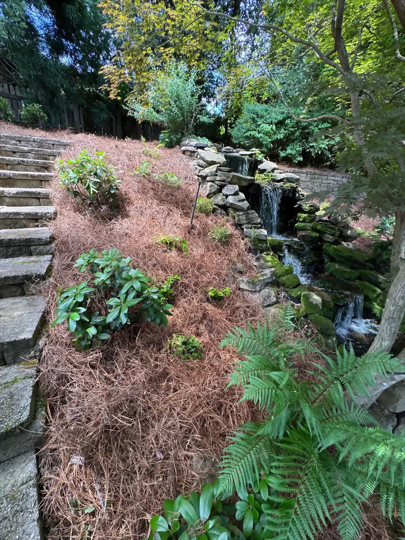 Stone water feature spilling down a planted slope with ferns and pine straw